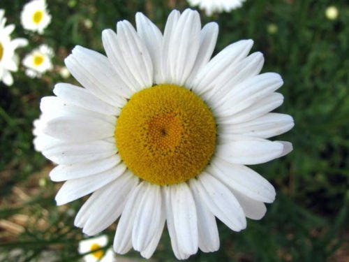 Jammas5 2000 OX EYE DAISY Marguerite Chrysanthemum Leucanthemum Flower Seeds *Comb S/H