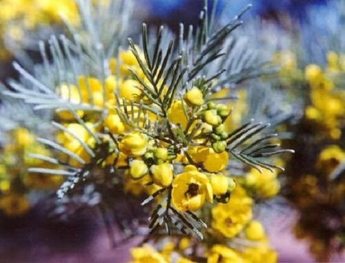 Jammas5 50 Yellow FEATHERY CASSIA Green Senna Artimoides Flower Seeds + Gift & Comb S/H