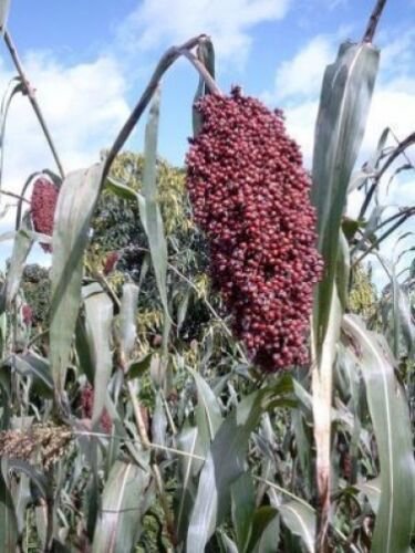 Jammas5 50 BROOMCORN / COLORED UPRIGHTS SORGHUM BICOLOR RED Seeds + Gift & Comb S/H
