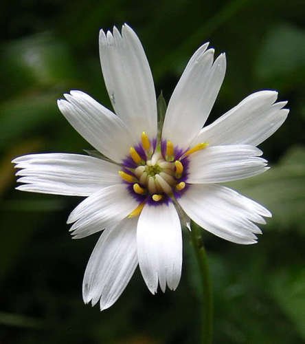 Jammas5 25 WHITE CUPID'S DART Love Plant Catananche Caerulea Flower Seeds *Combined S/H