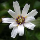Jammas5 25 WHITE CUPID'S DART Love Plant Catananche Caerulea Flower Seeds *Combined S/H