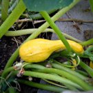 Jammas5 50 Yellow CROOKNECK SQUASH Summer Cucurbita Pepo Vegetable Seeds *Comb S/H +Gift