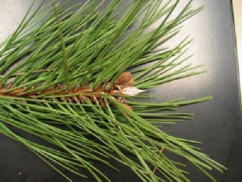 Jammas5 10 JAPANESE BLACK PINE TREE Evergreen Pinus Thunbergii Seeds + Gift & Comb S/H