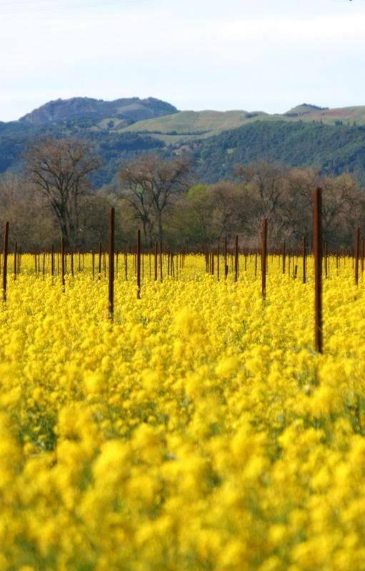Jammas5 3000 SOUTHERN GIANT CURLED MUSTARD Ostrich Plume Vegetable Herb Seeds *Comb S/H