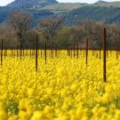 Jammas5 3000 SOUTHERN GIANT CURLED MUSTARD Ostrich Plume Vegetable Herb Seeds *Comb S/H