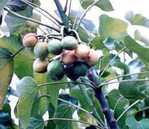 Jammas5 5 PHYSIC NUT Barbados Purging JATROPHA Curcas Tree Seeds BIO-DIESEL *Comb S/H