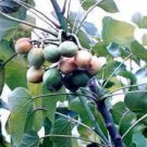 Jammas5 5 PHYSIC NUT Barbados Purging JATROPHA Curcas Tree Seeds BIO-DIESEL *Comb S/H