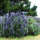 Jammas5 50 Blue PRIDE OF MADEIRA Echium Candicans Fastuosum Nectar Flower Seeds *CombS/H