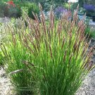 Jammas5 20 RED SPIRE MELIC GRASS Purple Melica Transsilvanica Flower Seeds *Combined S/H