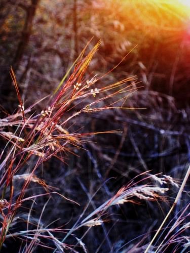 Jammas5 100 PURPLETOP GRASS Purple Tall Red Top Ornamental Tridens Flava Seeds *Comb S/H