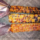 Jammas5 20 ORANGE GLASS GEM CORN Ornamental Edible Zea Mays Vegetable Seeds *Comb S/H