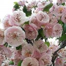 Jammas5 20 ENGLISH HAWTHORN TREE Edible Fruit Flower Mayflower Crataegus Laevigata Seeds