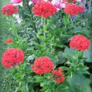 Jammas5 70 RED LYCHNIS Coronaria / Rose Campion / Catchfly Flower Seeds + Gift & CombS/H