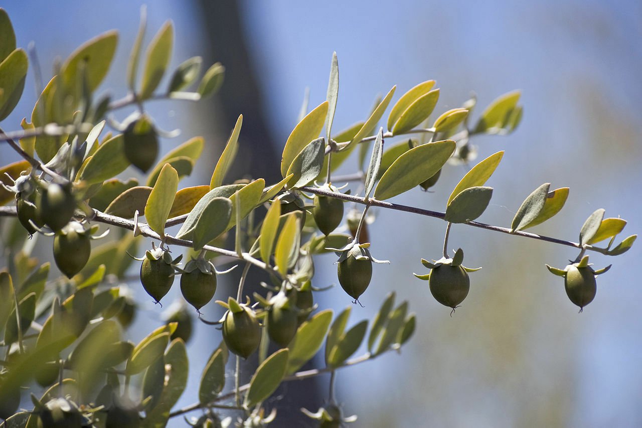 Jammas5 5 JOJOBA Simmondsia Chinensis Fruit Nut Oil Evergreen Shrub Seeds *Combined S/H