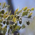 Jammas5 5 JOJOBA Simmondsia Chinensis Fruit Nut Oil Evergreen Shrub Seeds *Combined S/H