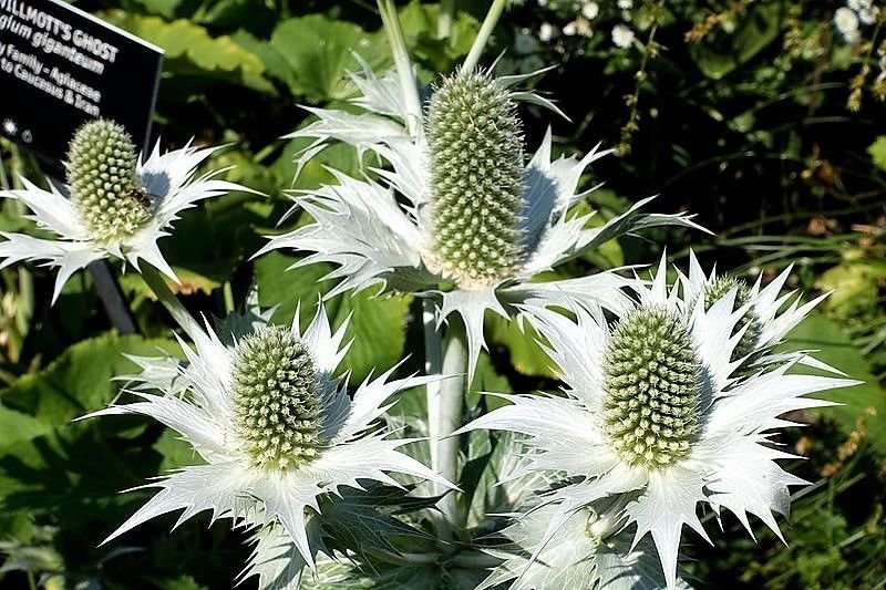 Jammas5 10 SILVER SEA HOLLY Eryngium Giganteum Miss Willmott's Ghost Flower Seeds + Gift