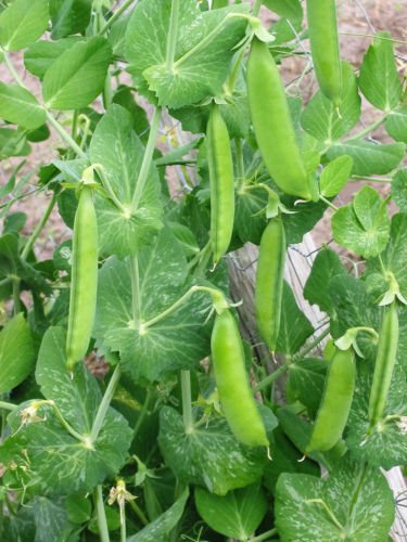 Jammas5 50 SUGAR ANN PEA Stringless Sweet Green Snap Pisum Sativum Vegetable Seeds +Gift