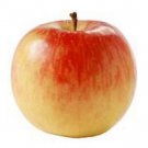 Jammas5 10 FUJI APPLE TREE Malus Domestica Fruit Flower Seeds