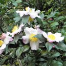 Jammas5 5 TEA PLANT Black & Green Drinking Tea Camellia Sinensis Tree Shrub Flower Seeds