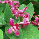 Jammas5 50 Tartarian Asian HONEYSUCKLE Lonicera Tartarica Flower Shrub Bush Seeds CombSH