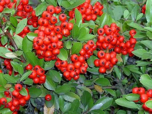 Jammas5 25 SCARLET FIRETHORN Pyracantha Coccinea Bush Shrub Flower Seeds +Gift & Comb SH