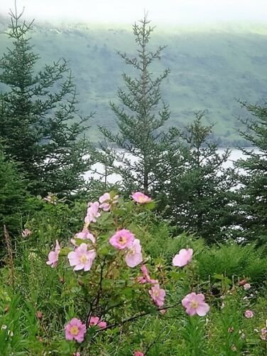 Jammas5 15 Pink WOOD'S ROSE Bush Mountain Rose Rosa Woodsii Fragrant Flower Seeds + Gift