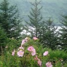 Jammas5 15 Pink WOOD'S ROSE Bush Mountain Rose Rosa Woodsii Fragrant Flower Seeds + Gift