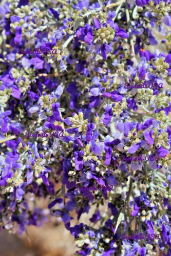 Jammas5 10 DESERT SMOKE TREE Psorothamnus Dalea Spinosa Shrub Indigo Blue Flower Seeds