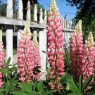 Jammas5 50 Elegant Dwarf PINK FAIRY LUPINE Lupinus Elegans Hummingbird Flower Seeds
