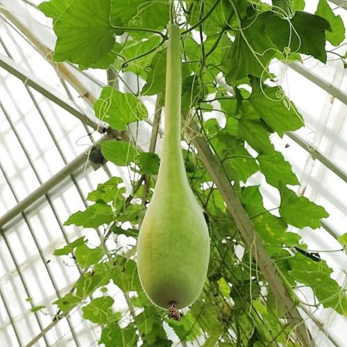 Jammas5 30 DIPPER GOURD Siphon Gourd Green Lagenaria Siceraria Vegetable Seeds *Comb S/H