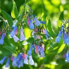 Jammas5 25 VIRGINIA BLUEBELLS True Blue & Pink Mertensia Virginica Flower Seeds *CombS/H