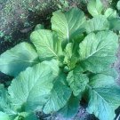Jammas5 3000 FLORIDA BROADLEAF MUSTARD Brassica Juncea Herb Vegetable Seeds *Combined SH