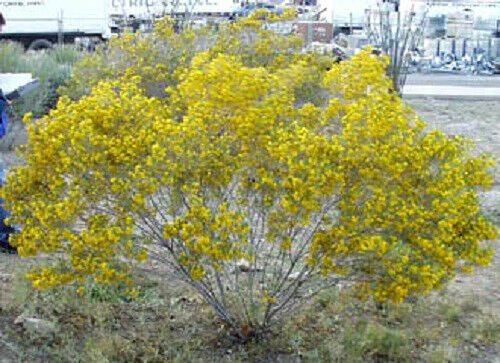 Jammas5 25 Yellow SILVER CASSIA Silvery Leaf Senna Aremisiodes Flower Seeds *Comb S/H