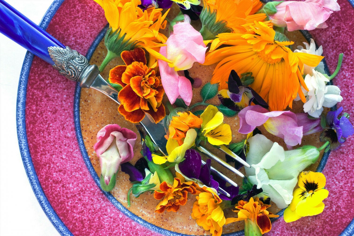 Jammas5 EDIBLE FLOWER MIX Seeds 16 Types Marigold Daisy Viola Safflower Alyssum Hyssop +