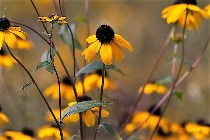 Jammas5 50 OZARK GOLD CONEFLOWER Echinacea Paradoxa Yellow Bushs Coneflower Flower Seeds