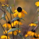 Jammas5 50 OZARK GOLD CONEFLOWER Echinacea Paradoxa Yellow Bushs Coneflower Flower Seeds