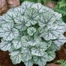 Jammas5 1200 MIXED COLORS CORAL BELLS HEUCHERA Shade Flower Seeds + Gift & Comb S/H