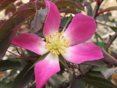 Jammas5 10 RED LEAF ROSE Rosa Rubrifolia Pink & White Flower Seeds + Gift & Comb S/H