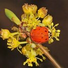 Jammas5 10 SPICEBUSH Wild Allspice Lindera Benzoin Spice Bush Berry Yellow Flower Seeds