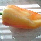 Jammas5 50 GIANT SZEGEDI PEPPER Capsicum Annuum Hungarian Sweet White Orange Red Seeds
