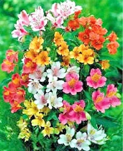 Jammas5 20 PERUVIAN LILY MIX Alstroemeria Dr Salters Flower Seeds *Comb S/H