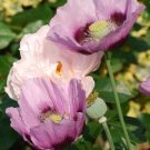 Jammas5 1000 SINGLE LILAC POPPY Papaver Purple Heirloom Flower Seeds + Gift