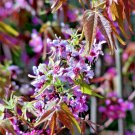 Jammas5 5 MEXICAN BUCKEYE Ungnadia Speciosa Shrub Tree Pink Purple Fragrant Flower Seeds