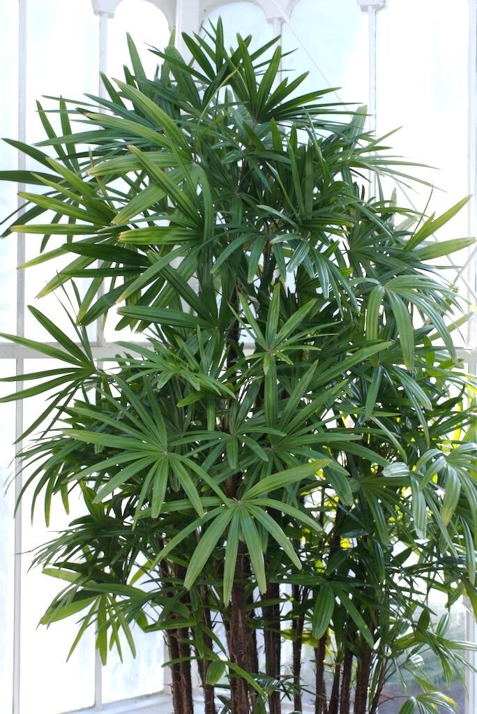 Jammas5 10 WINDMILL PALM TREE Shrub Broadleaf Lady Rhapis Excelsa Seeds Houseplant +Gift
