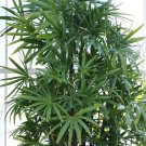 Jammas5 10 WINDMILL PALM TREE Shrub Broadleaf Lady Rhapis Excelsa Seeds Houseplant +Gift