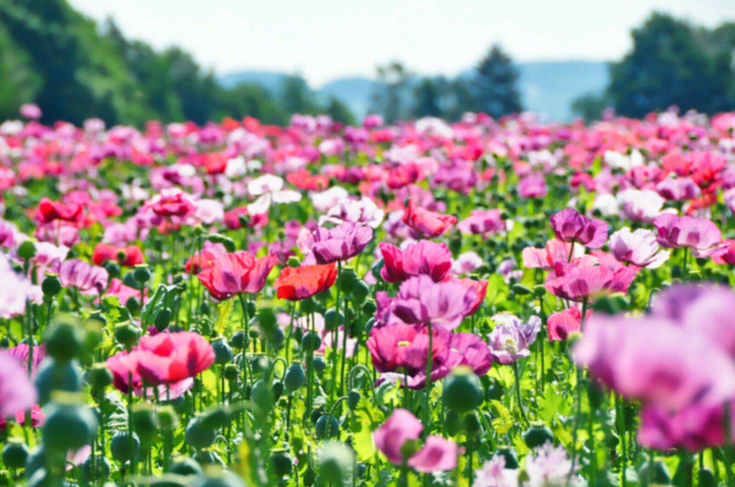 Jammas5 250 AFGHAN POPPY Mixed Colors Papaver Pink Purple White Flower Seeds *Flat Ship