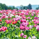 Jammas5 250 AFGHAN POPPY Mixed Colors Papaver Pink Purple White Flower Seeds *Flat Ship