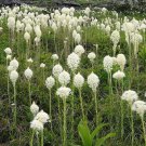 Jammas5 100 BEAR GRASS aka BEAR LILY Beargrass Ornamental Xerophyllum Tenax Flower Seeds