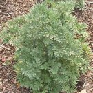 Jammas5 Wormwood- Artemisia Absinthium - 100 Seeds