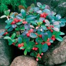 Jammas5 Wintergreen- Gaultheria Procumbens- 25 Seeds